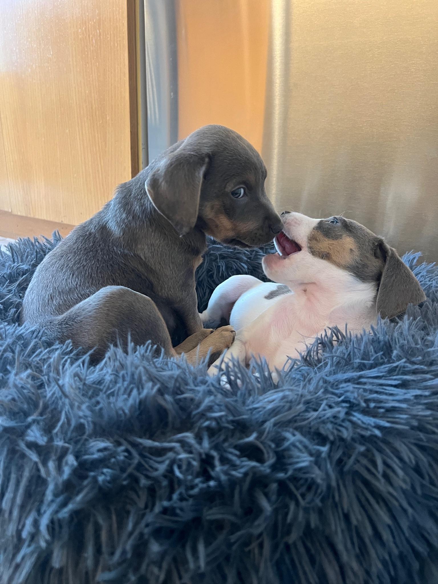 Enlarge Rita, of the Mambo No 5 Puppies!, an adopted mixed breed in New York, NY image 3/6