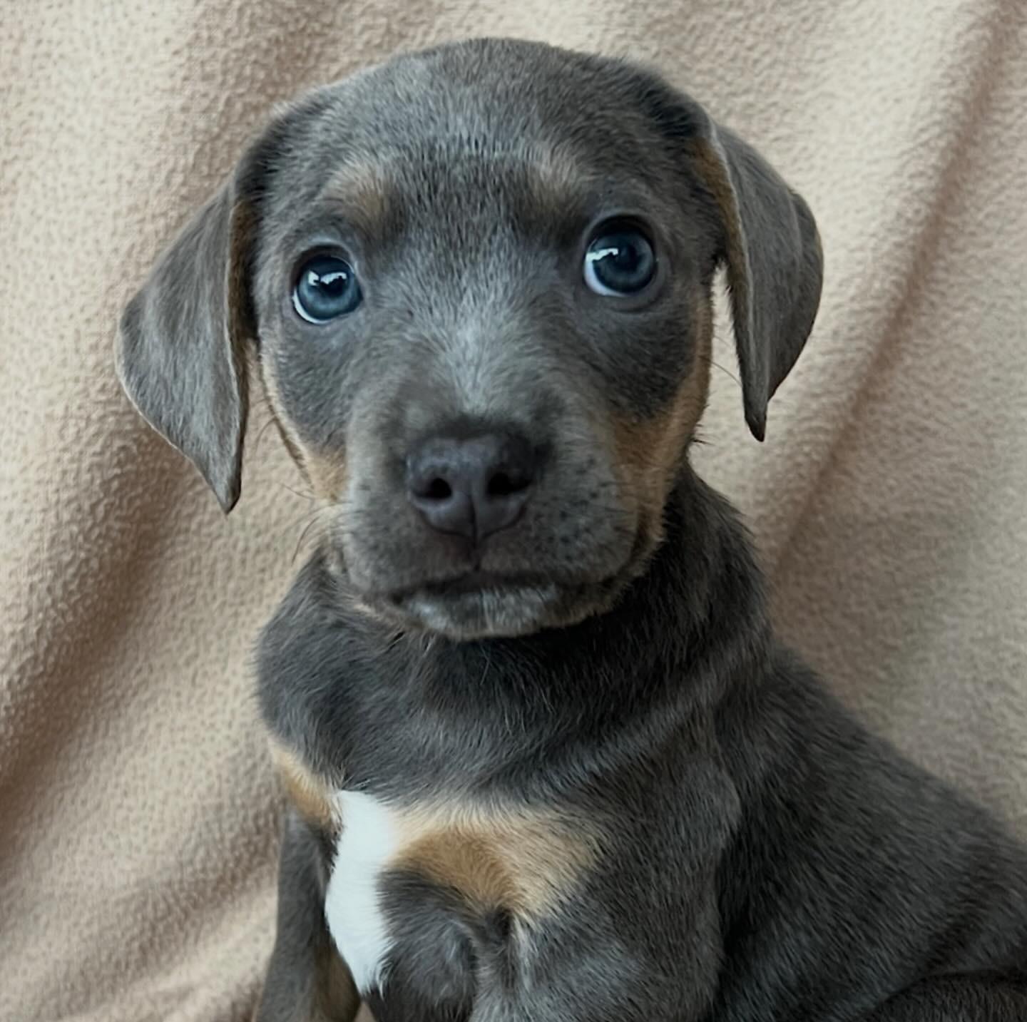 Enlarge Rita, of the Mambo No 5 Puppies!, an adopted mixed breed in New York, NY image 4/6