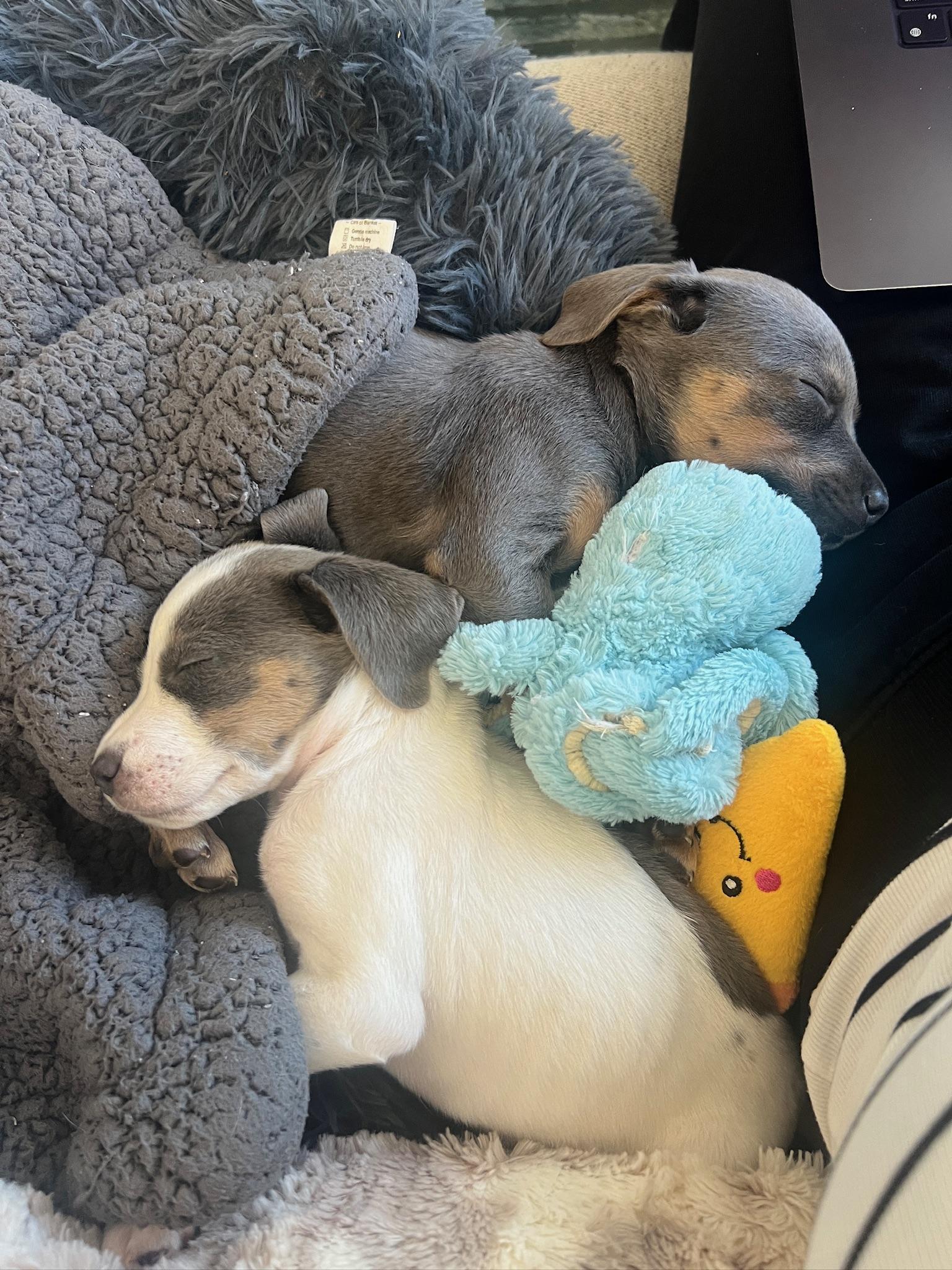 Enlarge Rita, of the Mambo No 5 Puppies!, an adopted mixed breed in New York, NY image 6/6