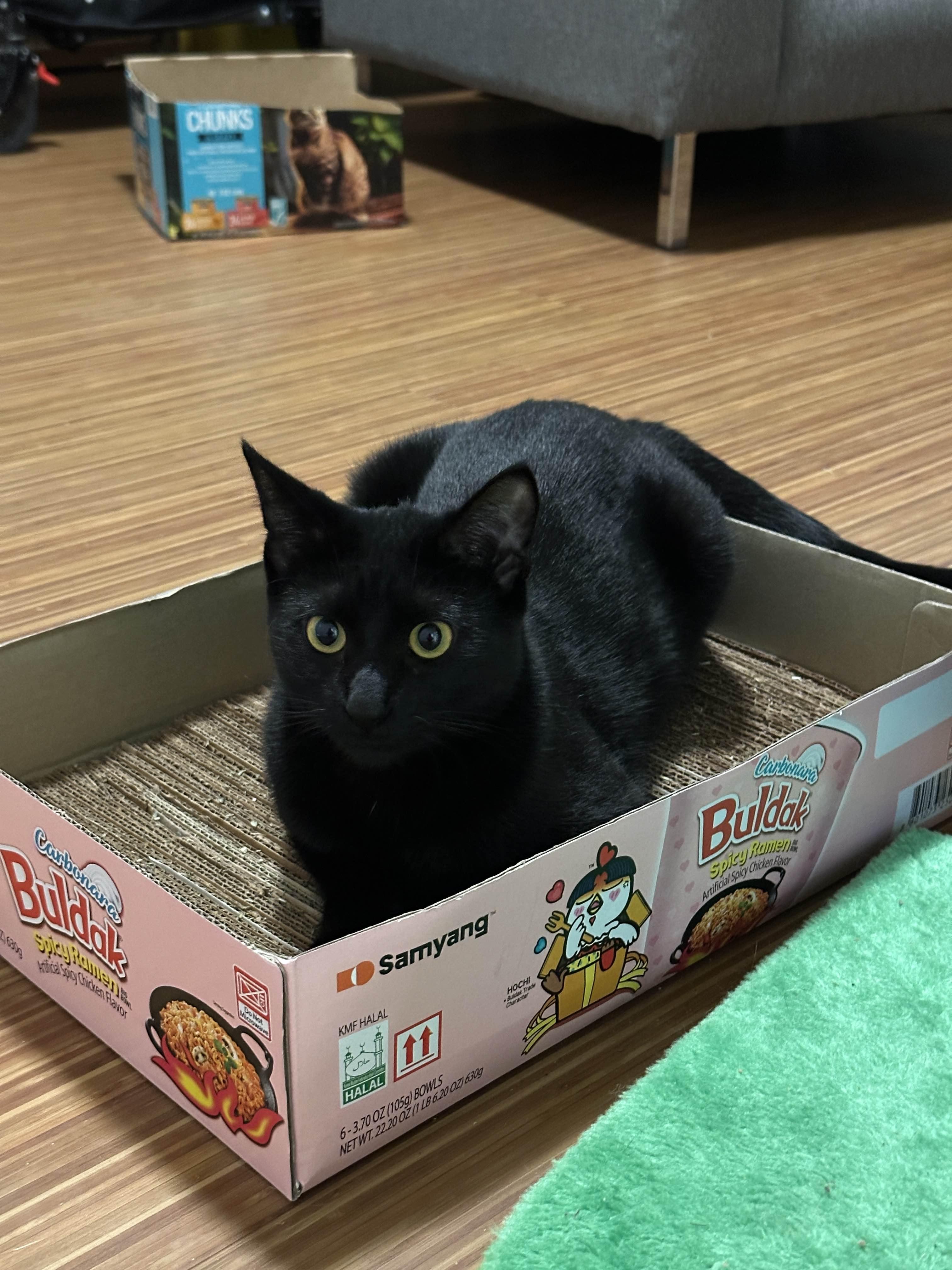 Enlarge Magnus, a Adoptable Domestic Short Hair in Indianapolis, IN image 6/6