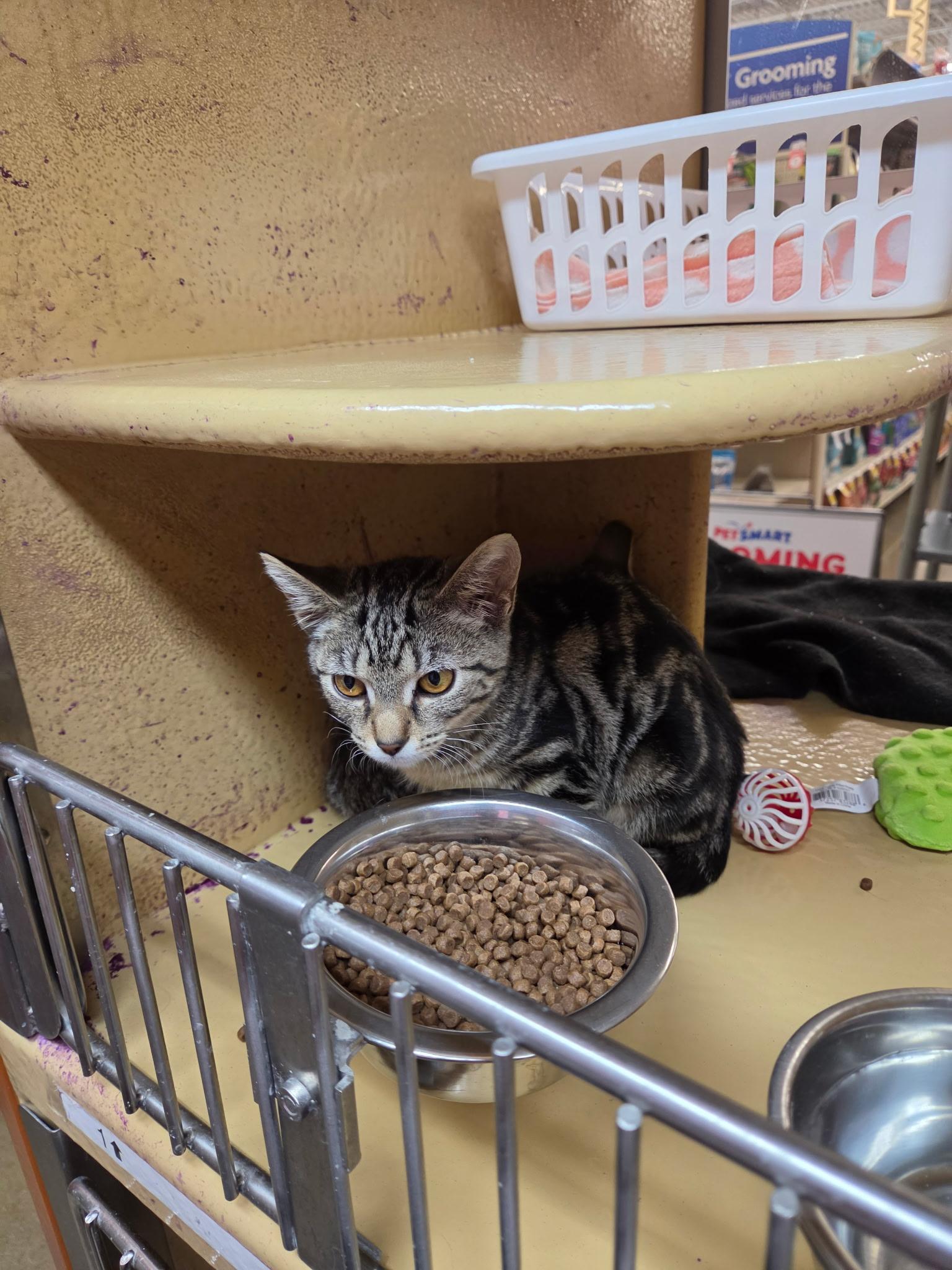 Enlarge Jesse James, a Adoptable Domestic Short Hair in Canal Winchester, OH image 1/1