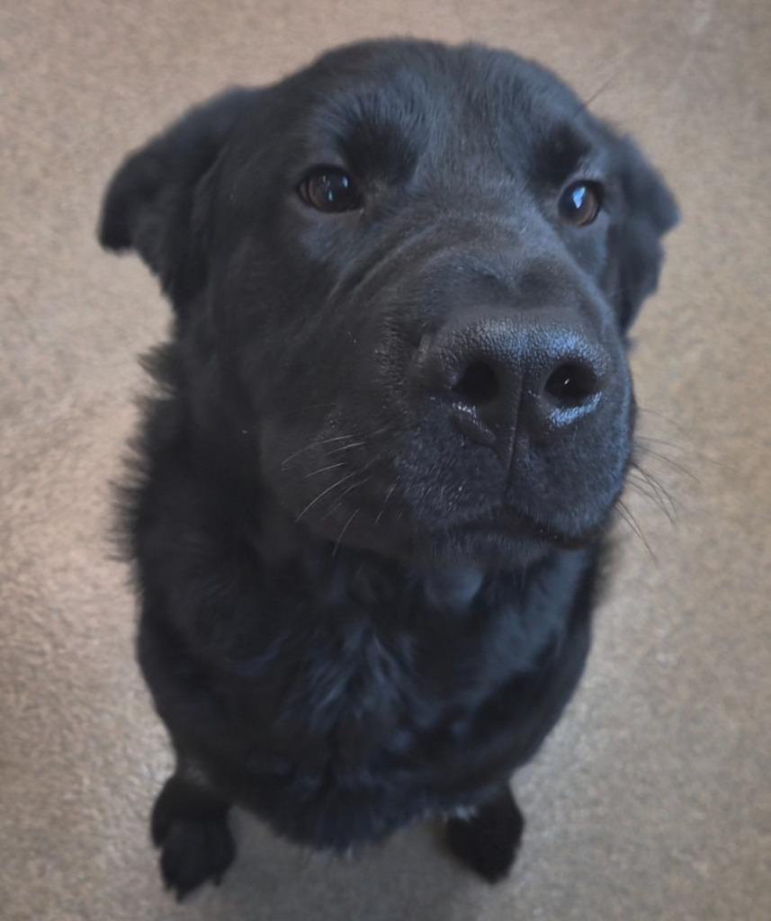 Eastridge 2/TUGBOAT, Adoptable, Young Male Mixed Breed.