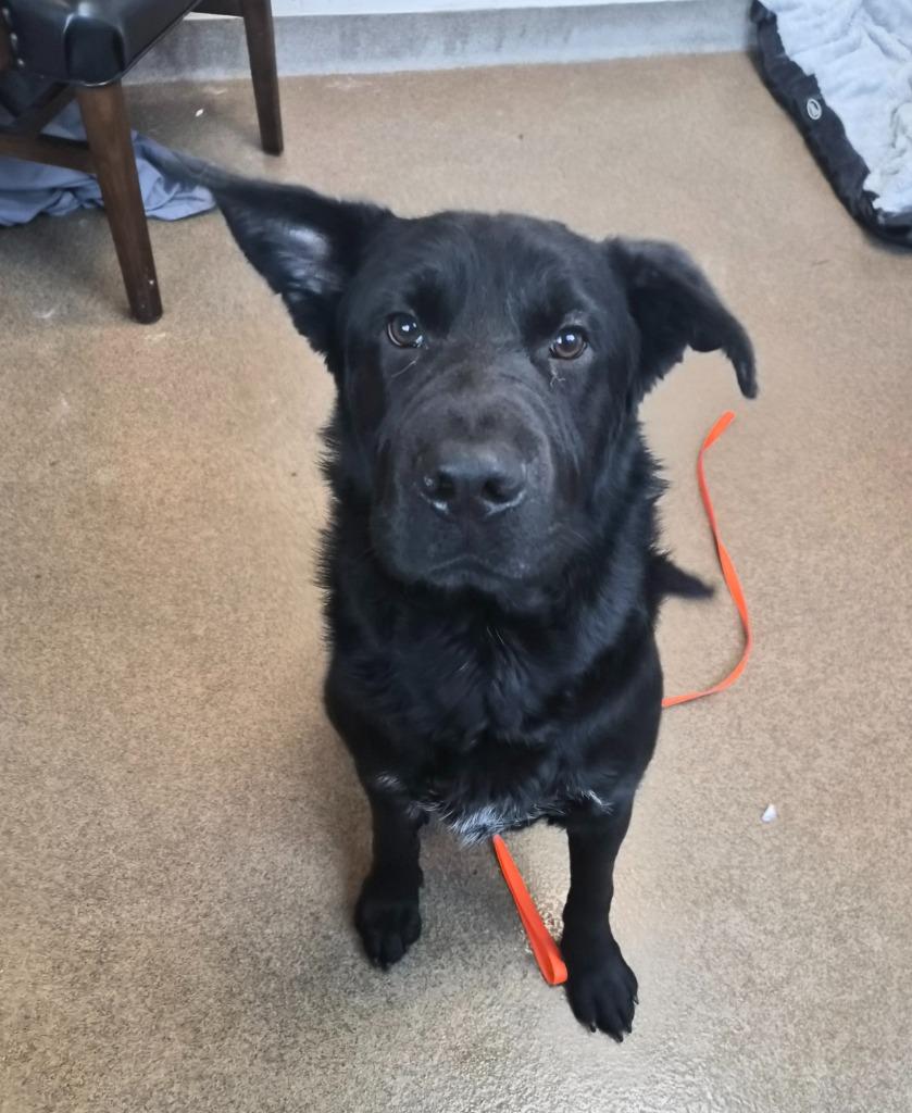 Enlarge Eastridge 2/TUGBOAT, a Adoptable mixed breed in Rome, GA image 2/4