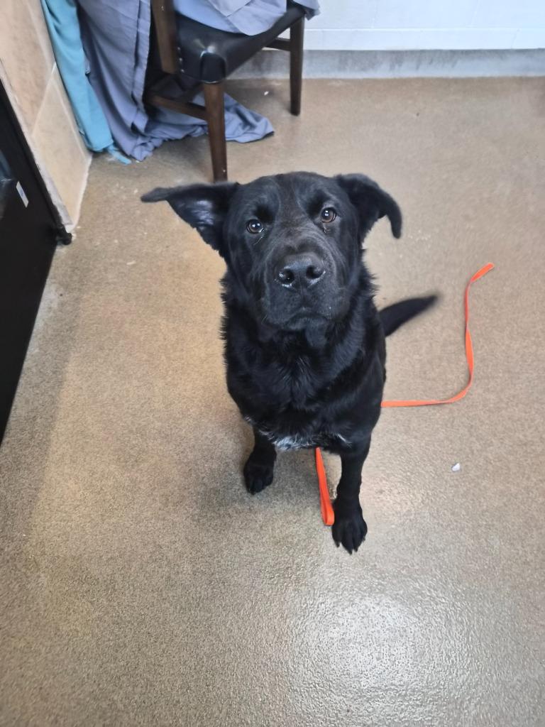 Enlarge Eastridge 2/TUGBOAT, a Adoptable mixed breed in Rome, GA image 3/4