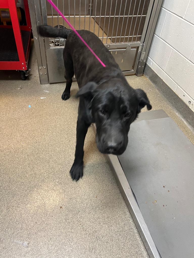 Enlarge Eastridge 2/TUGBOAT, a Adoptable mixed breed in Rome, GA image 4/4