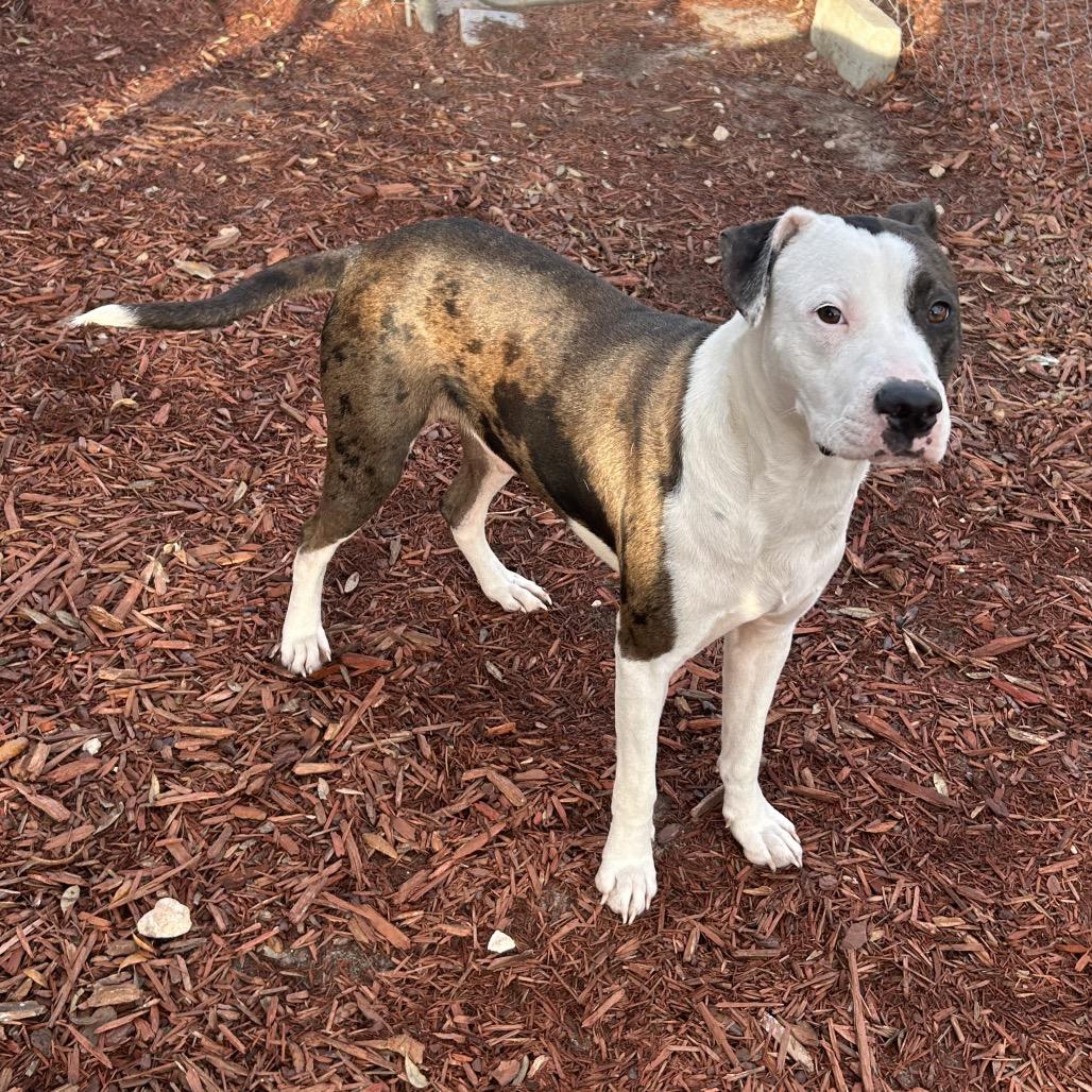 Forrest, a Adoptable mixed breed in Bronson, FL image 1/4