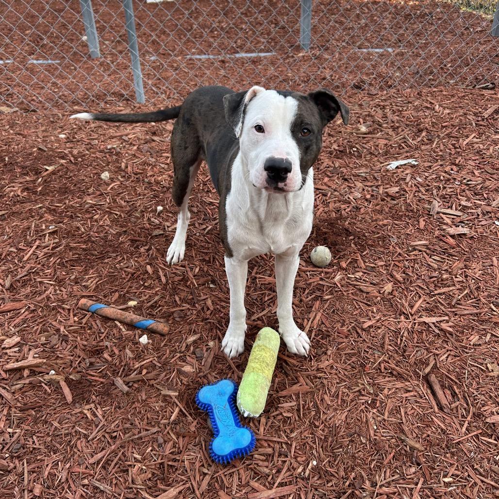 Forrest, a Adoptable mixed breed in Bronson, FL image 2/4