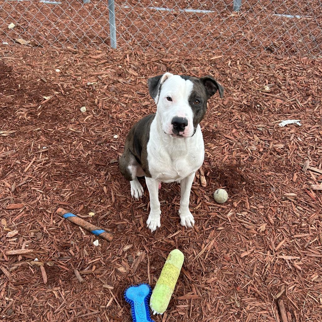 Forrest, a Adoptable mixed breed in Bronson, FL image 3/4