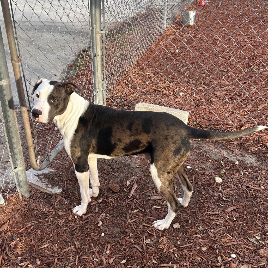 Forrest, a Adoptable mixed breed in Bronson, FL image 4/4