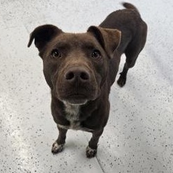 Enlarge Rocky, a Adoptable mixed breed in Rapid City, SD image 3/3