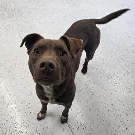 Enlarge Rocky, a Adoptable mixed breed in Rapid City, SD image 2/3