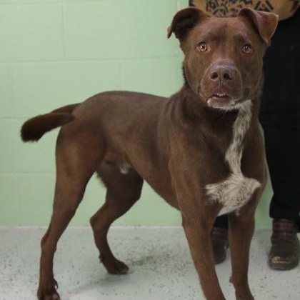 Rocky, Adoptable, Adult Male Terrier & Labrador Retriever.