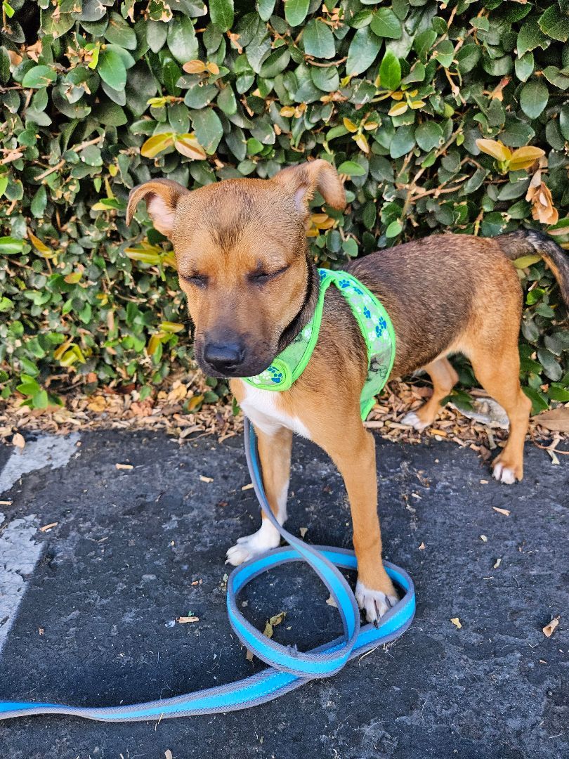 Enlarge Milo, a Adoptable mixed breed in Los Angeles, CA image 1/8