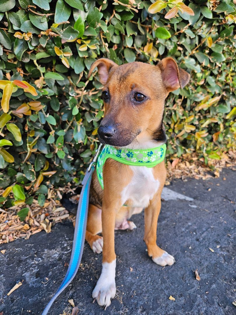 Enlarge Milo, a Adoptable mixed breed in Los Angeles, CA image 2/8