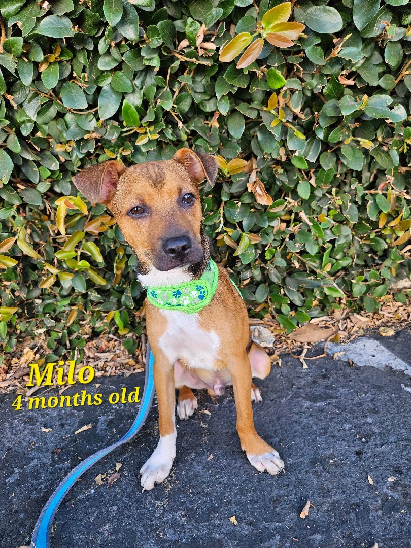Enlarge Milo, a Adoptable mixed breed in Los Angeles, CA image 3/8