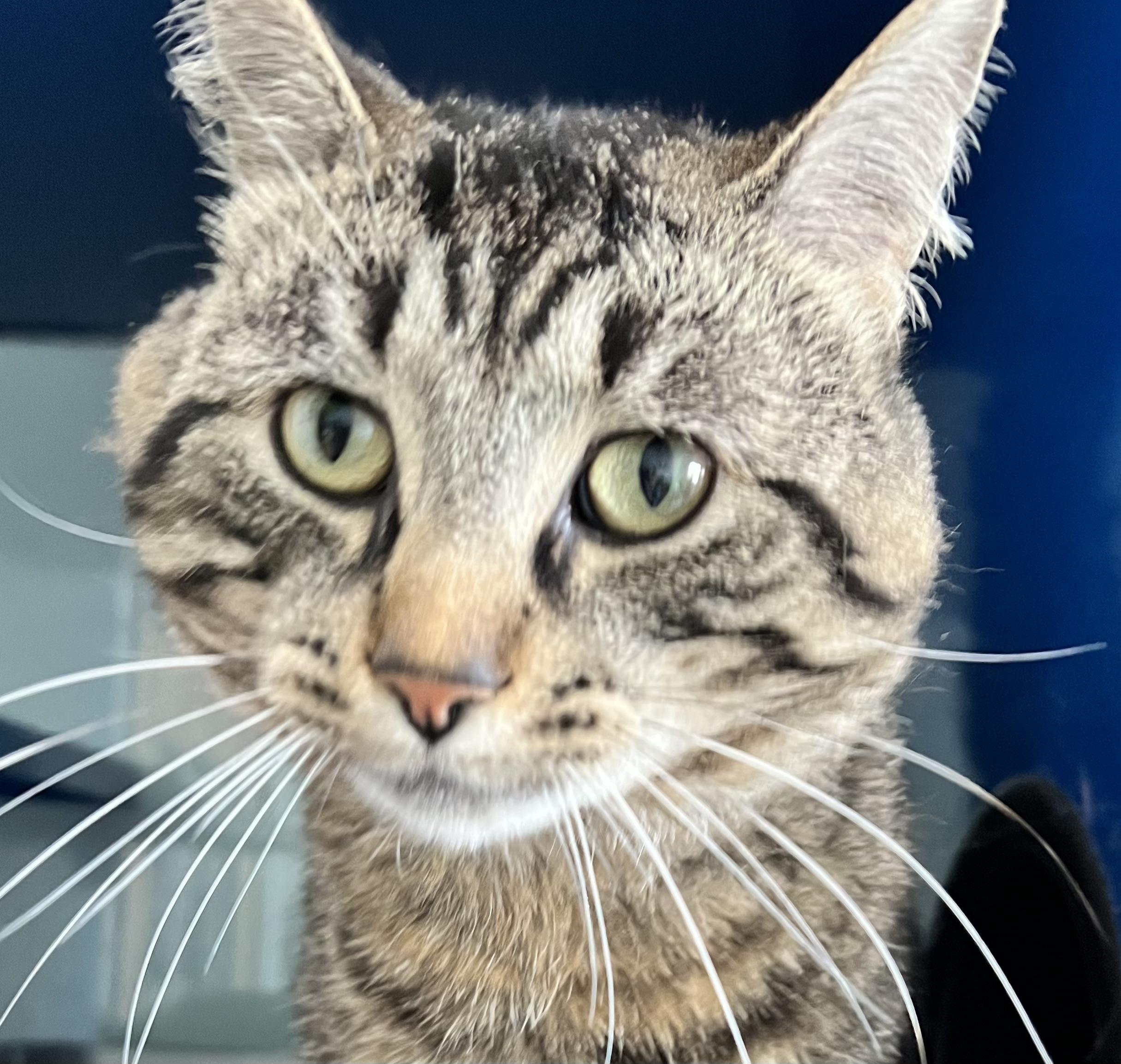 Whisker Biscuit