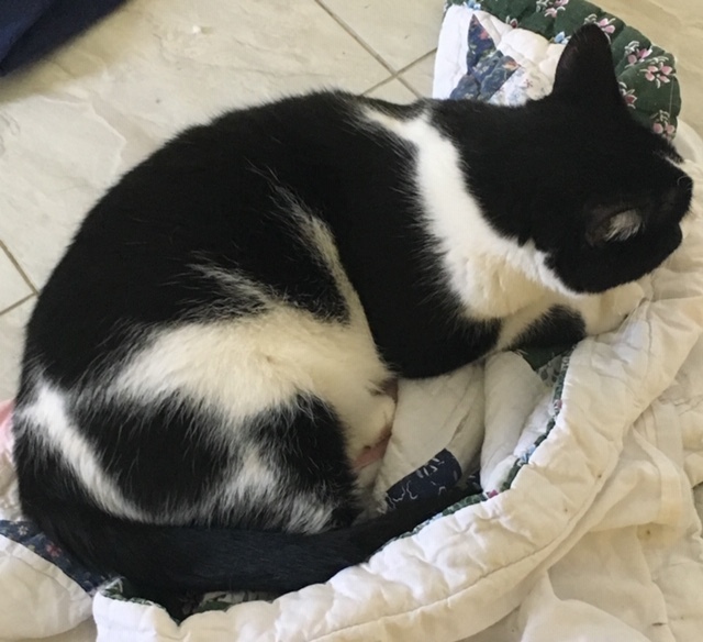 EDEN!, a Adoptable mixed breed in Owensboro, KY image 2/6