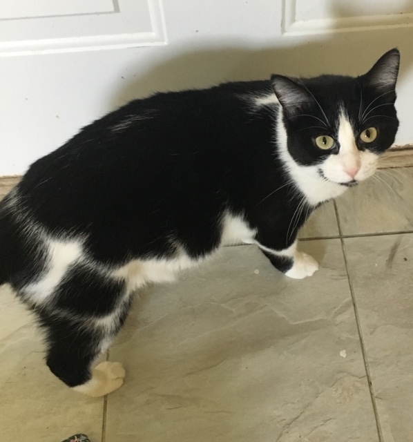 EDEN!, a Adoptable mixed breed in Owensboro, KY image 4/6