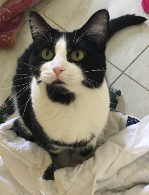 EDEN!, a Adoptable mixed breed in Owensboro, KY image 1/6