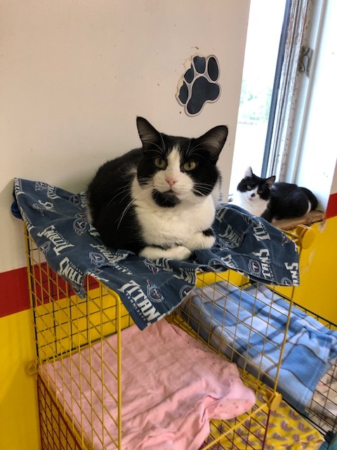 EDEN!, a Adoptable mixed breed in Owensboro, KY image 5/6