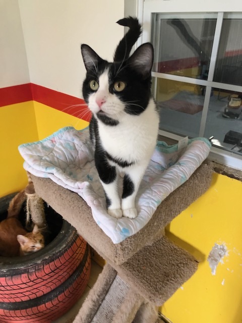 EDEN!, a Adoptable mixed breed in Owensboro, KY image 6/6