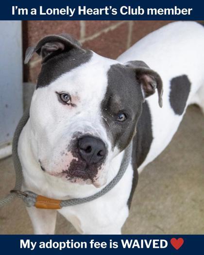 ZaZa, Adoptable, Adult Male Mixed Breed & Mixed Breed.