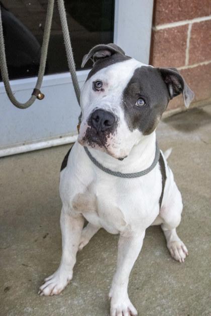 Enlarge ZaZa, a Adoptable mixed breed in Fallston, MD image 2/3