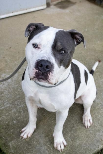 Enlarge ZaZa, a Adoptable mixed breed in Fallston, MD image 3/3
