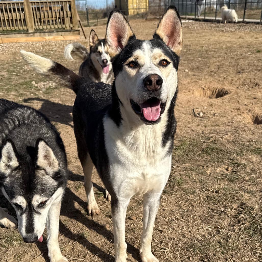 Enlarge Petey, a Adoptable Husky in Eufaula, OK image 1/6