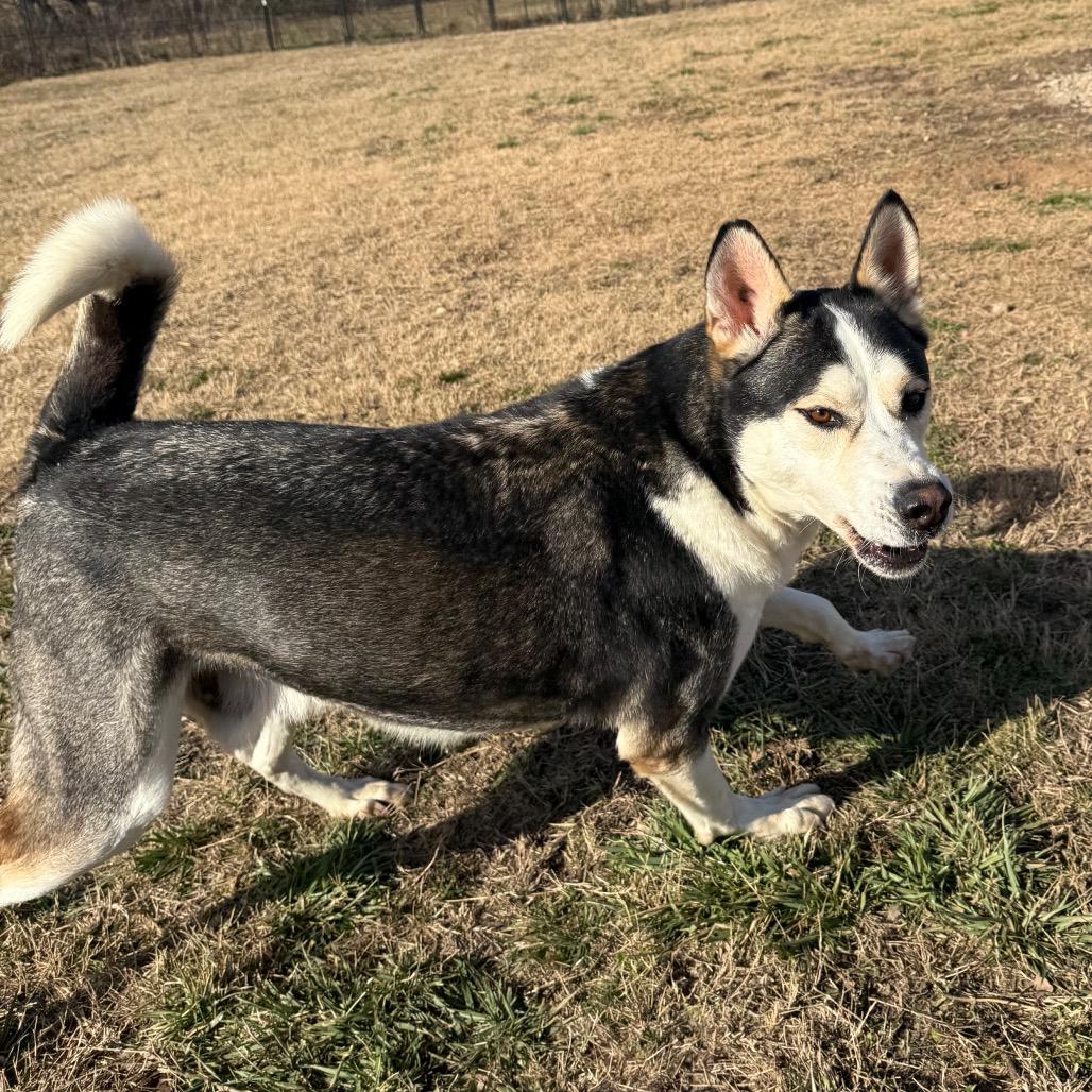 Enlarge Petey, a Adoptable Husky in Eufaula, OK image 2/6