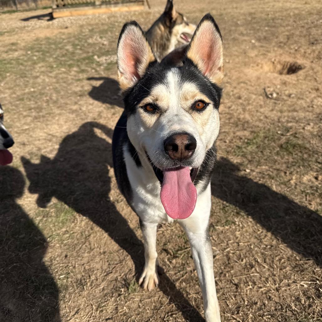 Enlarge Petey, a Adoptable Husky in Eufaula, OK image 3/6