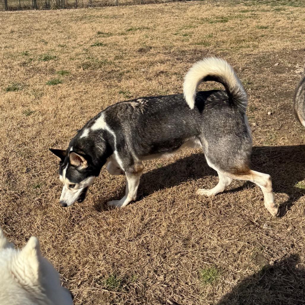 Enlarge Petey, a Adoptable Husky in Eufaula, OK image 4/6