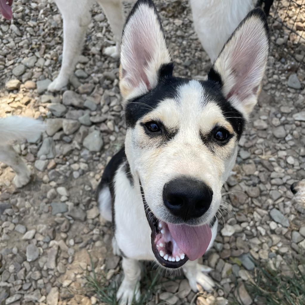 Enlarge Petey, a Adoptable Husky in Eufaula, OK image 5/6