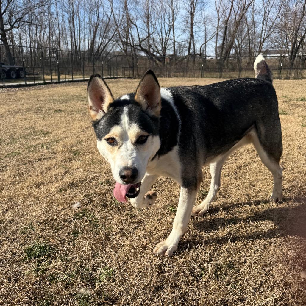 Enlarge Petey, a Adoptable Husky in Eufaula, OK image 6/6