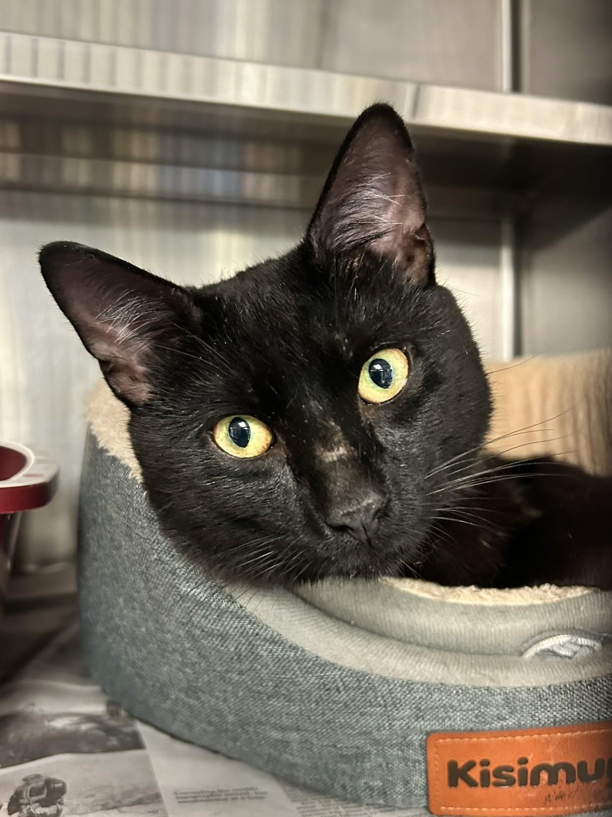 Joey, ADOPTABLE, Young Male Domestic Short Hair.