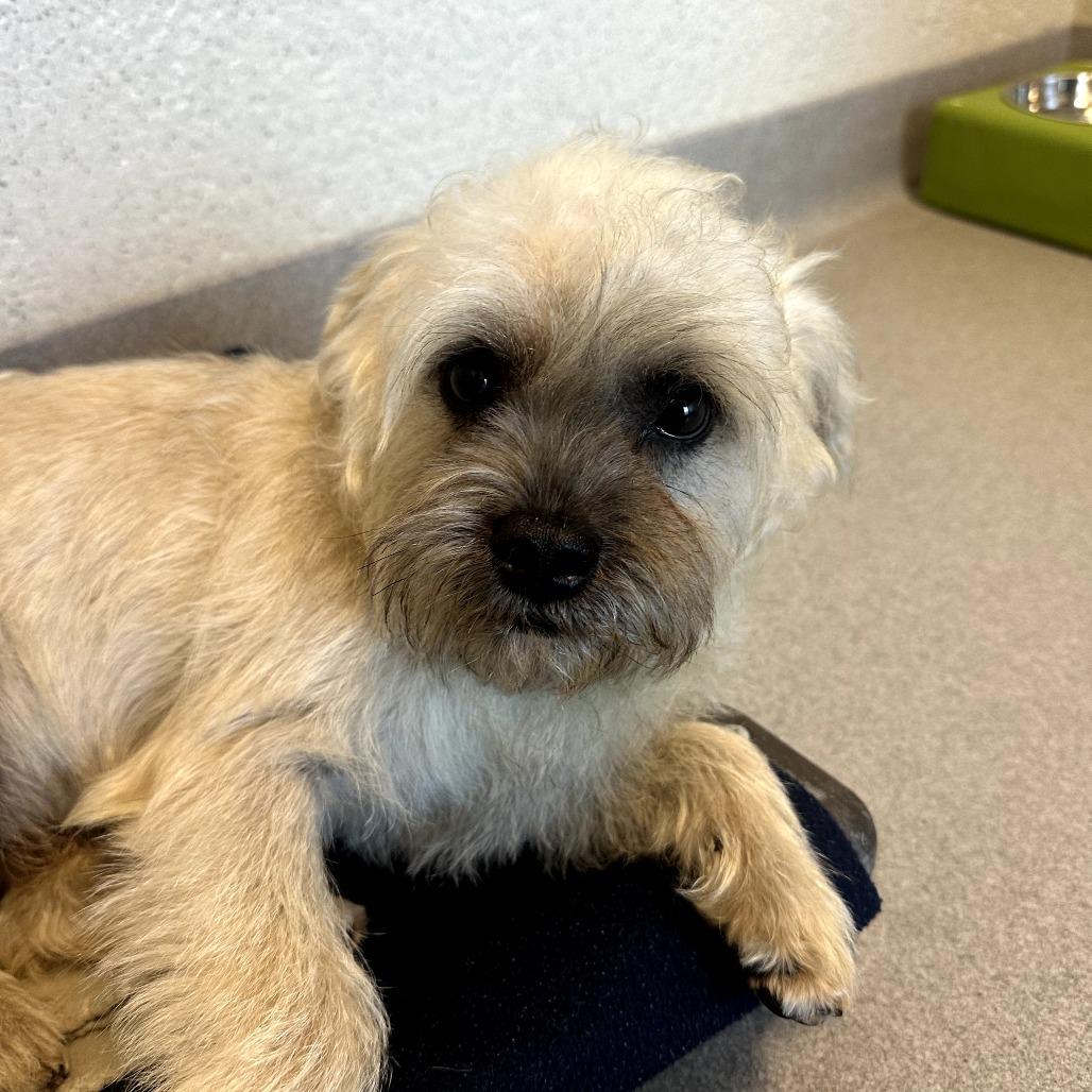 Rowan, Adoptable, Adult Male Mixed Breed.