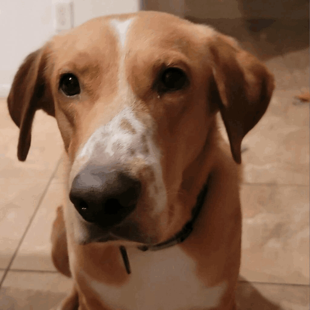 PATCHES, a Adoptable Mixed Breed in Las Vegas, NV image 2/10