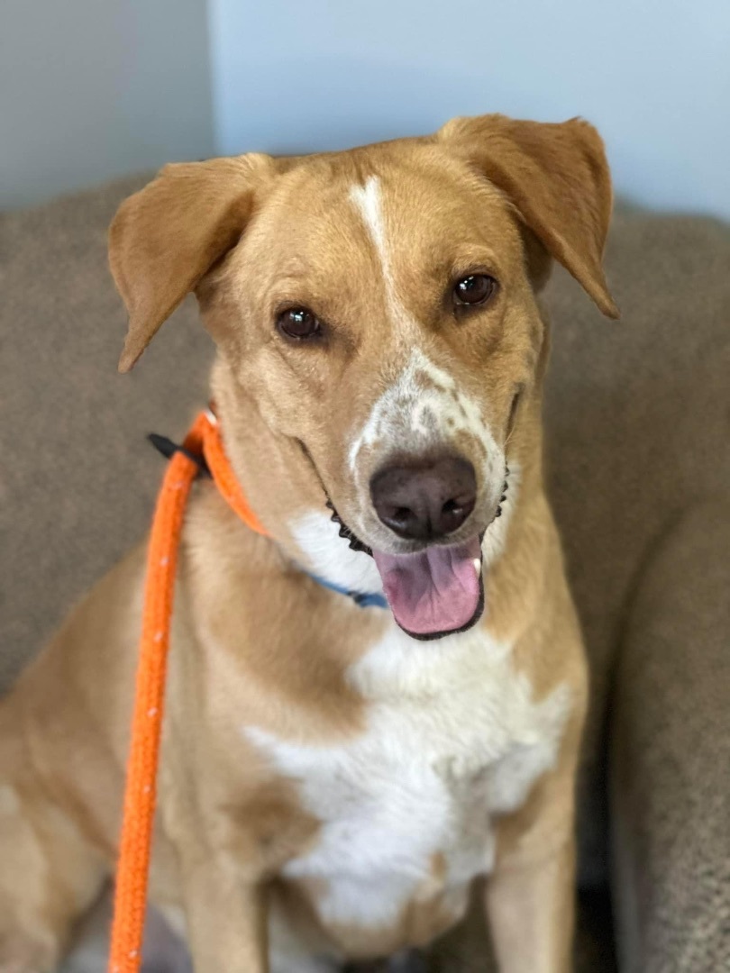 PATCHES, a Adoptable Mixed Breed in Las Vegas, NV image 5/10