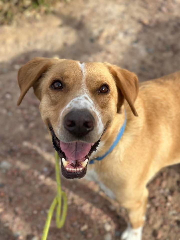 PATCHES, a Adoptable Mixed Breed in Las Vegas, NV image 6/10