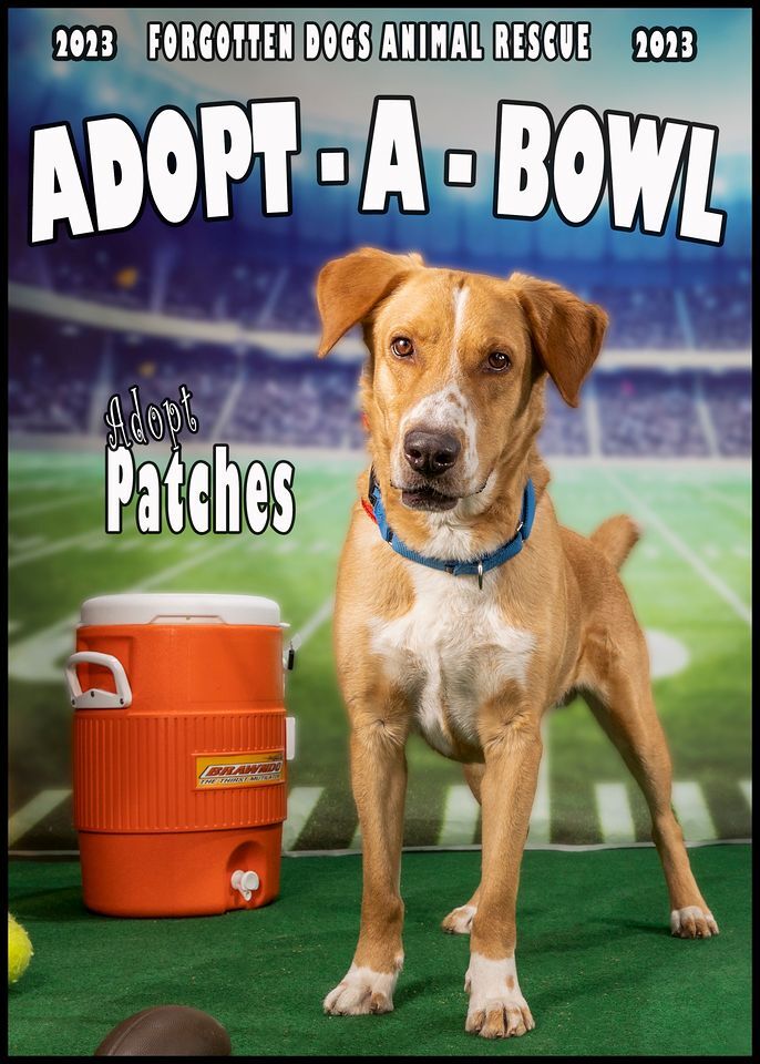 Enlarge PATCHES, a Adoptable Mixed Breed in Las Vegas, NV image 7/10