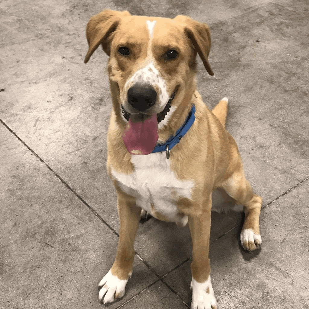 Enlarge PATCHES, a Adoptable Mixed Breed in Las Vegas, NV image 8/10