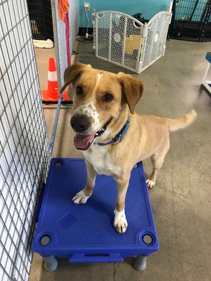 Enlarge PATCHES, a Adoptable Mixed Breed in Las Vegas, NV image 10/10