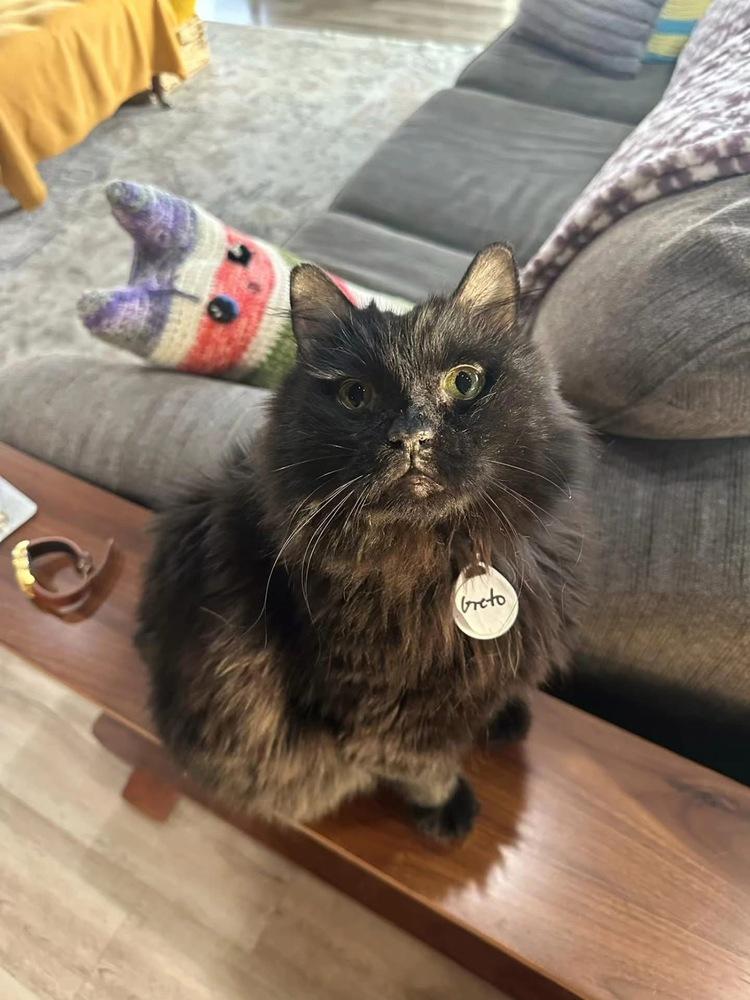 Geto, Adoptable, Senior Male Domestic Long Hair.