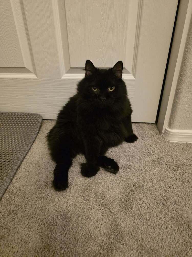 Enlarge Geto, a Adoptable mixed breed in tucson, AZ image 2/6