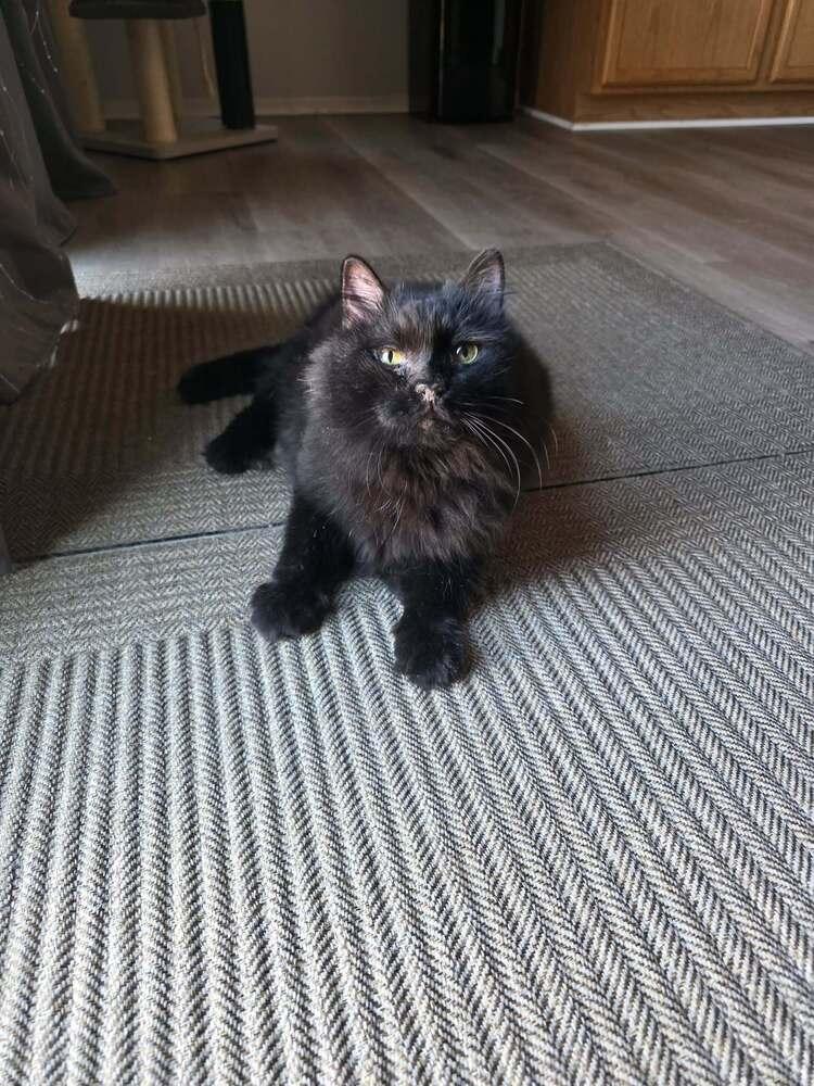 Enlarge Geto, a Adoptable mixed breed in tucson, AZ image 3/6