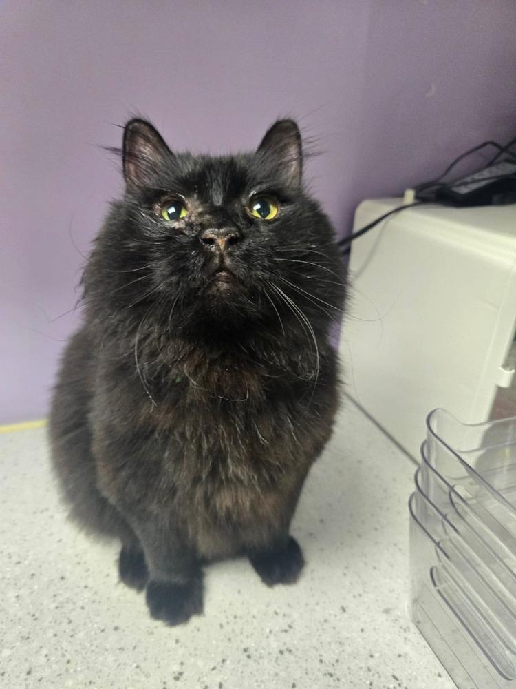 Enlarge Geto, a Adoptable mixed breed in tucson, AZ image 4/6