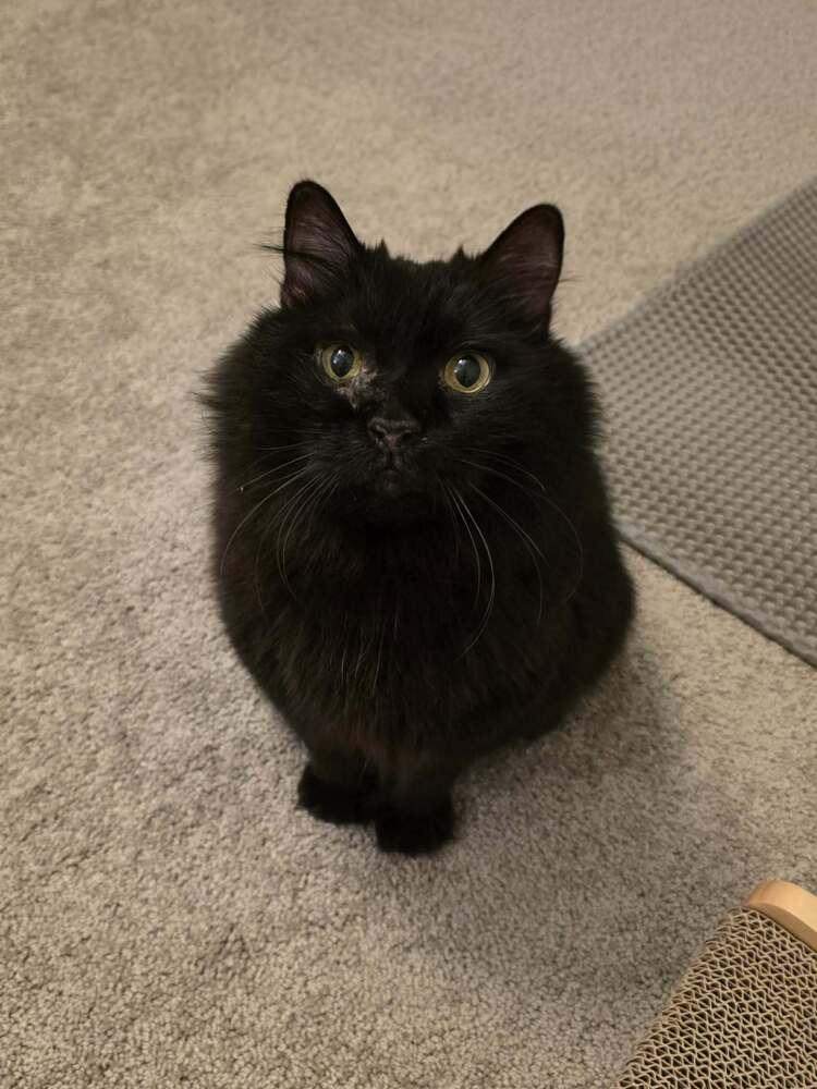 Enlarge Geto, a Adoptable mixed breed in tucson, AZ image 5/6