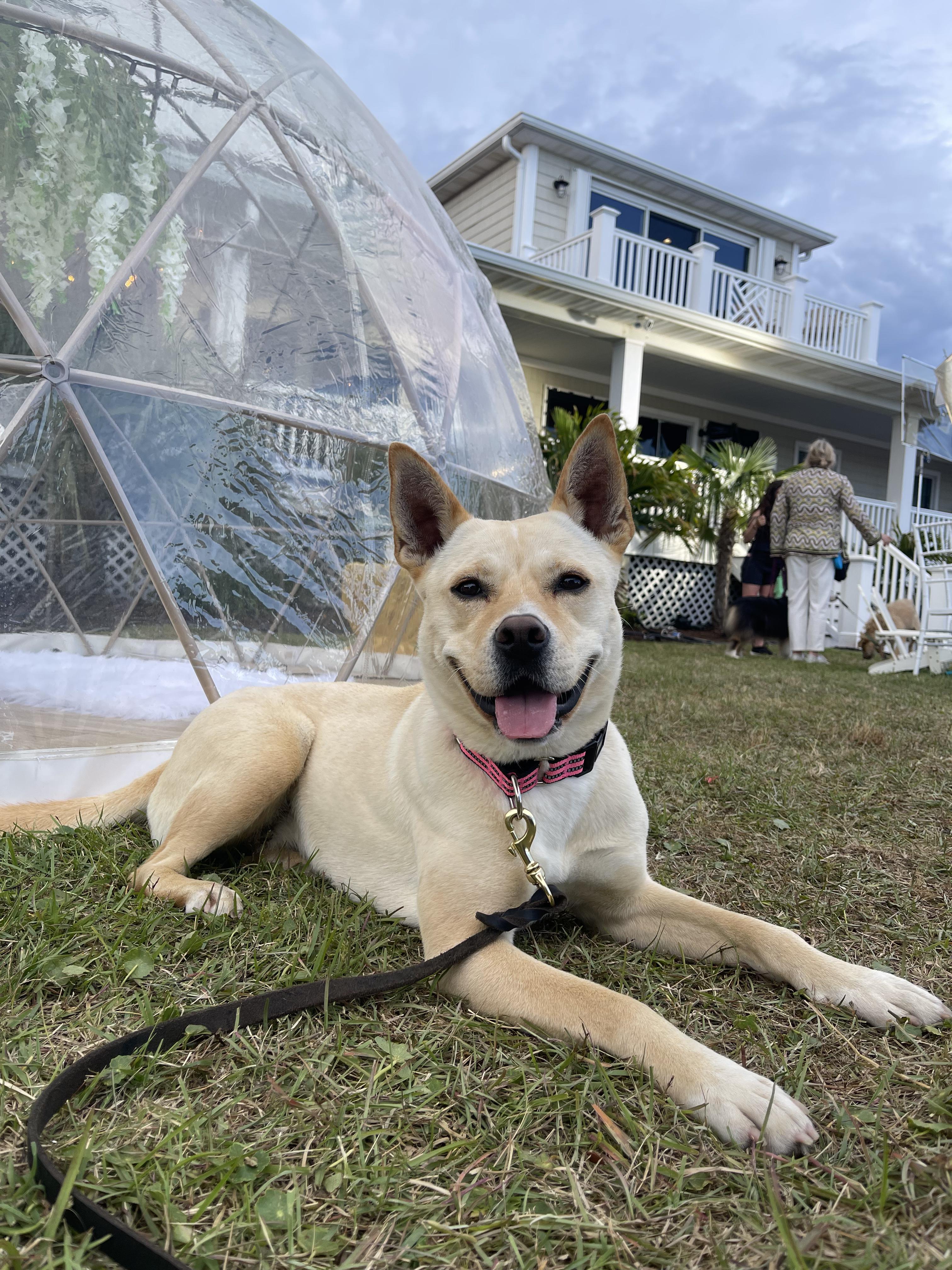 Isla GA, a Adoptable Carolina Dog in College Park, GA image 1/4