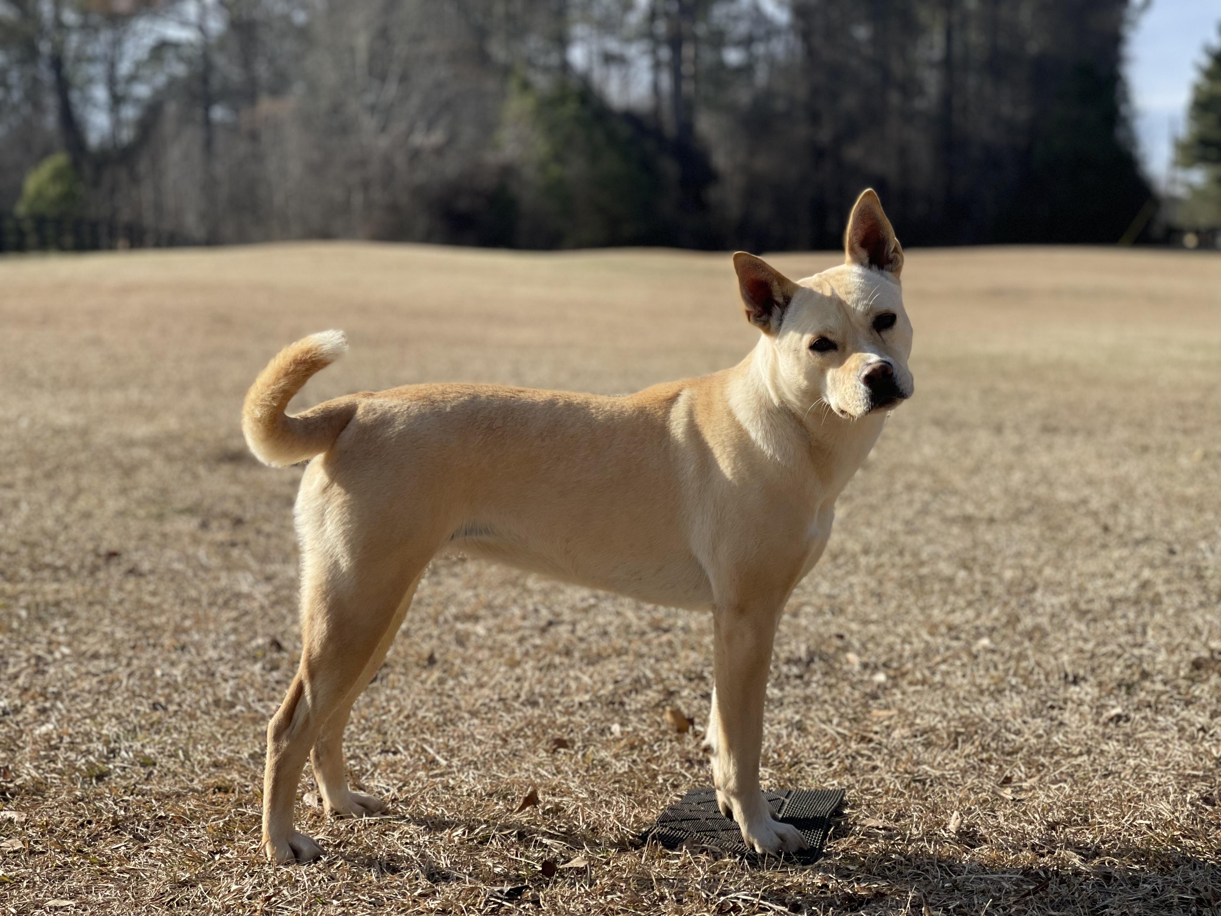 Isla GA, a Adoptable Carolina Dog in College Park, GA image 3/4