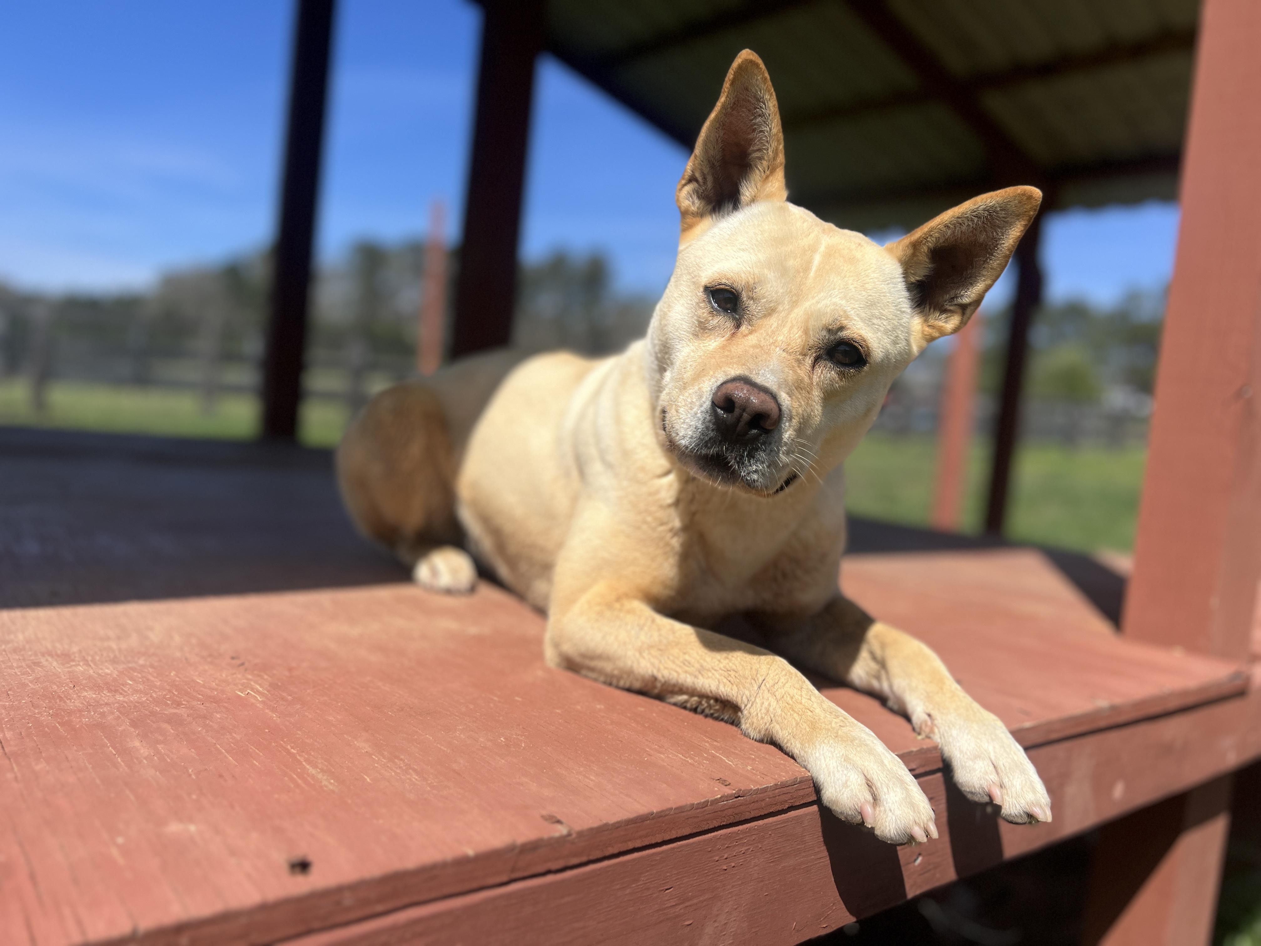 Isla GA, a Adoptable Carolina Dog in College Park, GA image 2/4